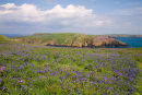 Bluebells